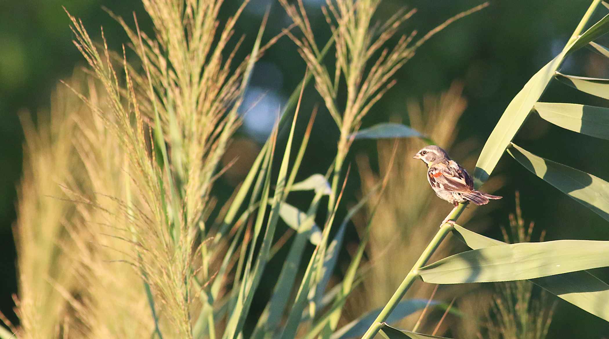 Dead Sea Sparrow